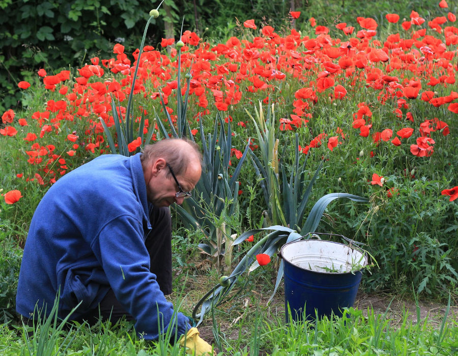 man weeding in garden