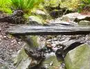 Naturalistic backyard stream with natural log bridge, mossy boulders, and lush woodland plantings