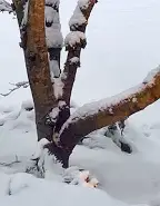 heavy snow damages tree