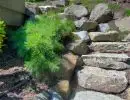 Large natural boulder retaining wall with feathery ornamental grass planting and bark mulch ground cover alongside home foundation