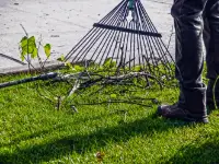 remove lawn debris
