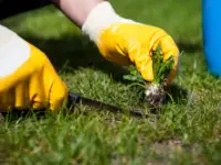 woman raking leaves