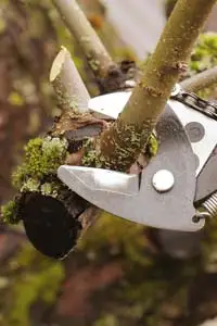 winter pruning